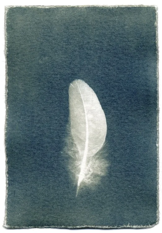 Feathers #08-8