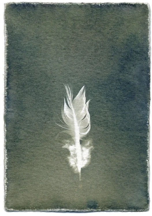 Feathers #12-4