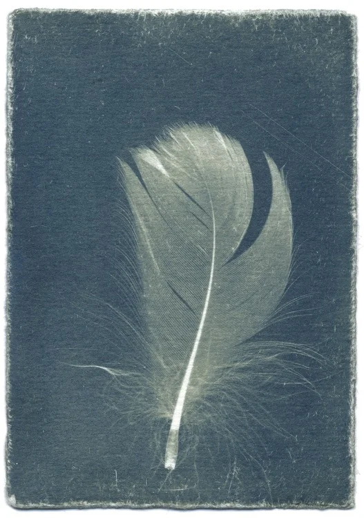 Feathers #13-5