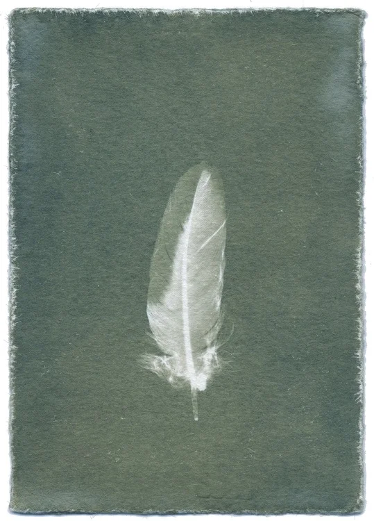 Feathers #10-7