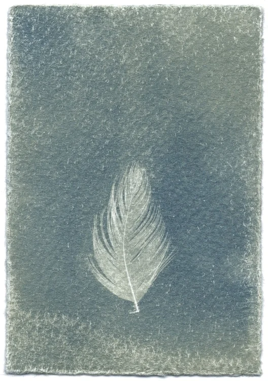 Feathers #14-1