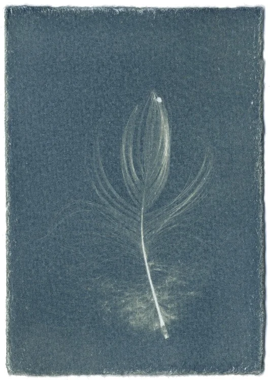 Feathers #11-6