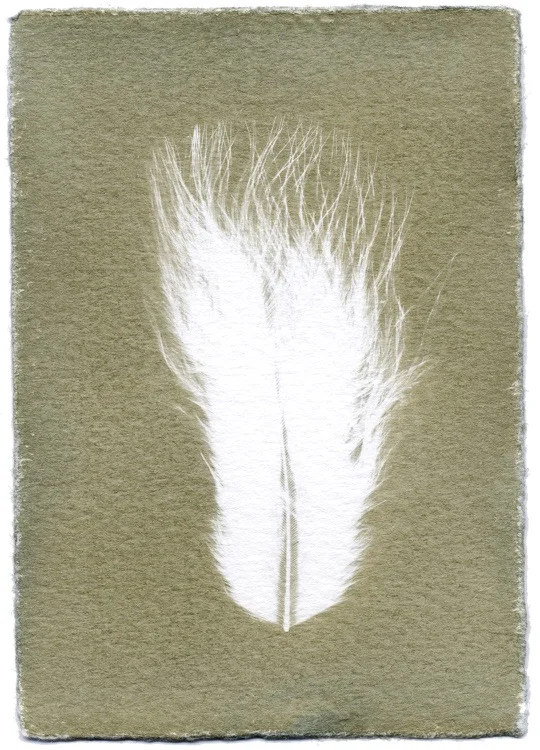 Feathers #08-20