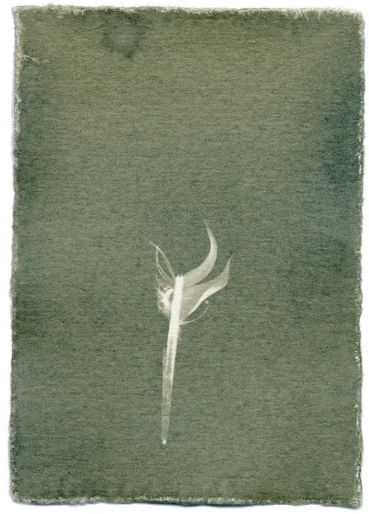 Feathers #11-3