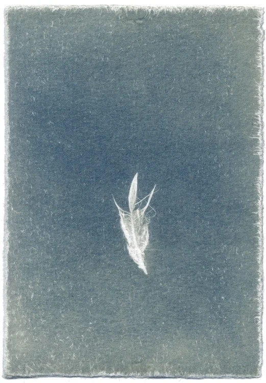 Feathers #08-5
