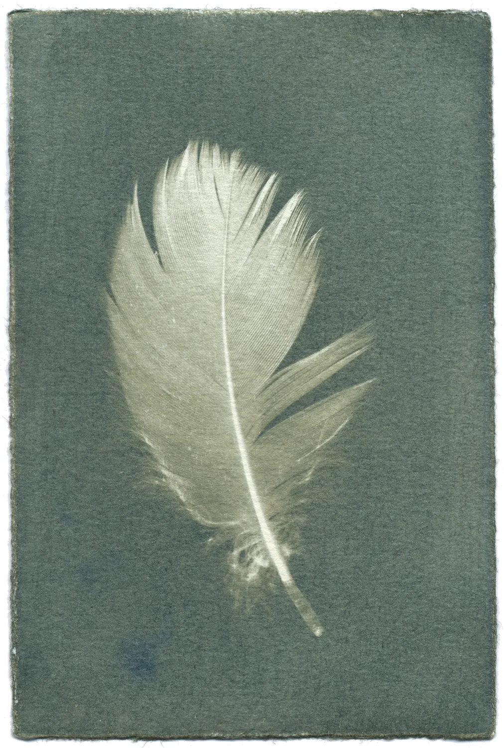 Feathers #12-3