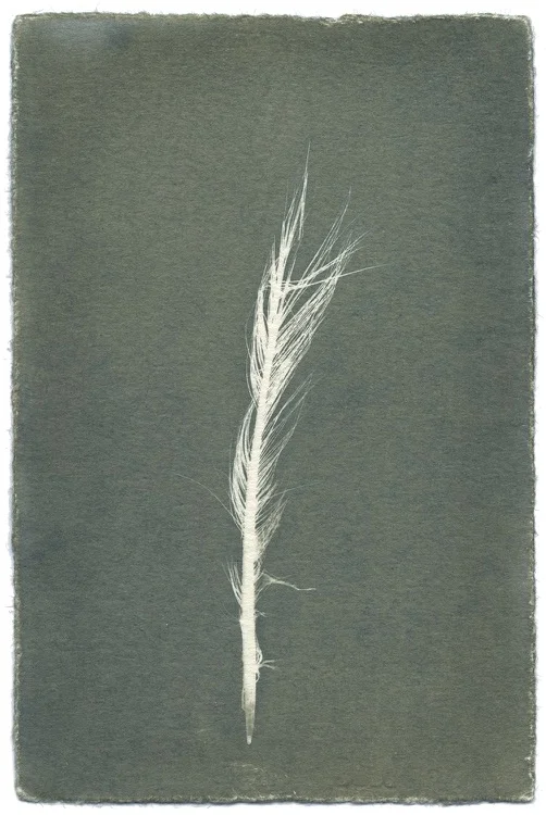 Feathers #10-1