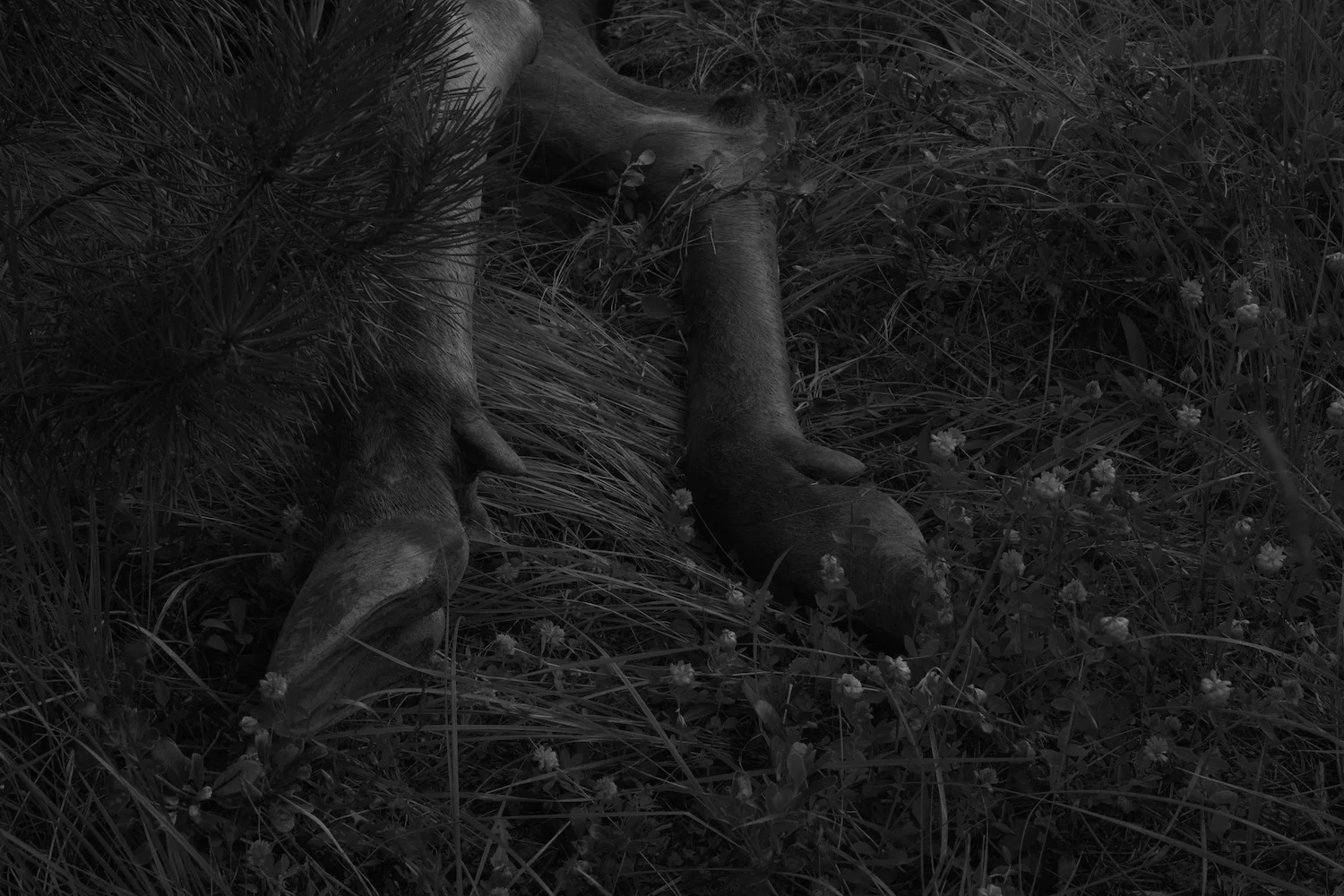 Return , from the series The Forest . 2014