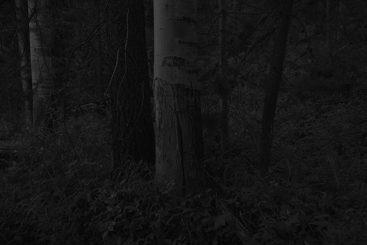 COPSE
