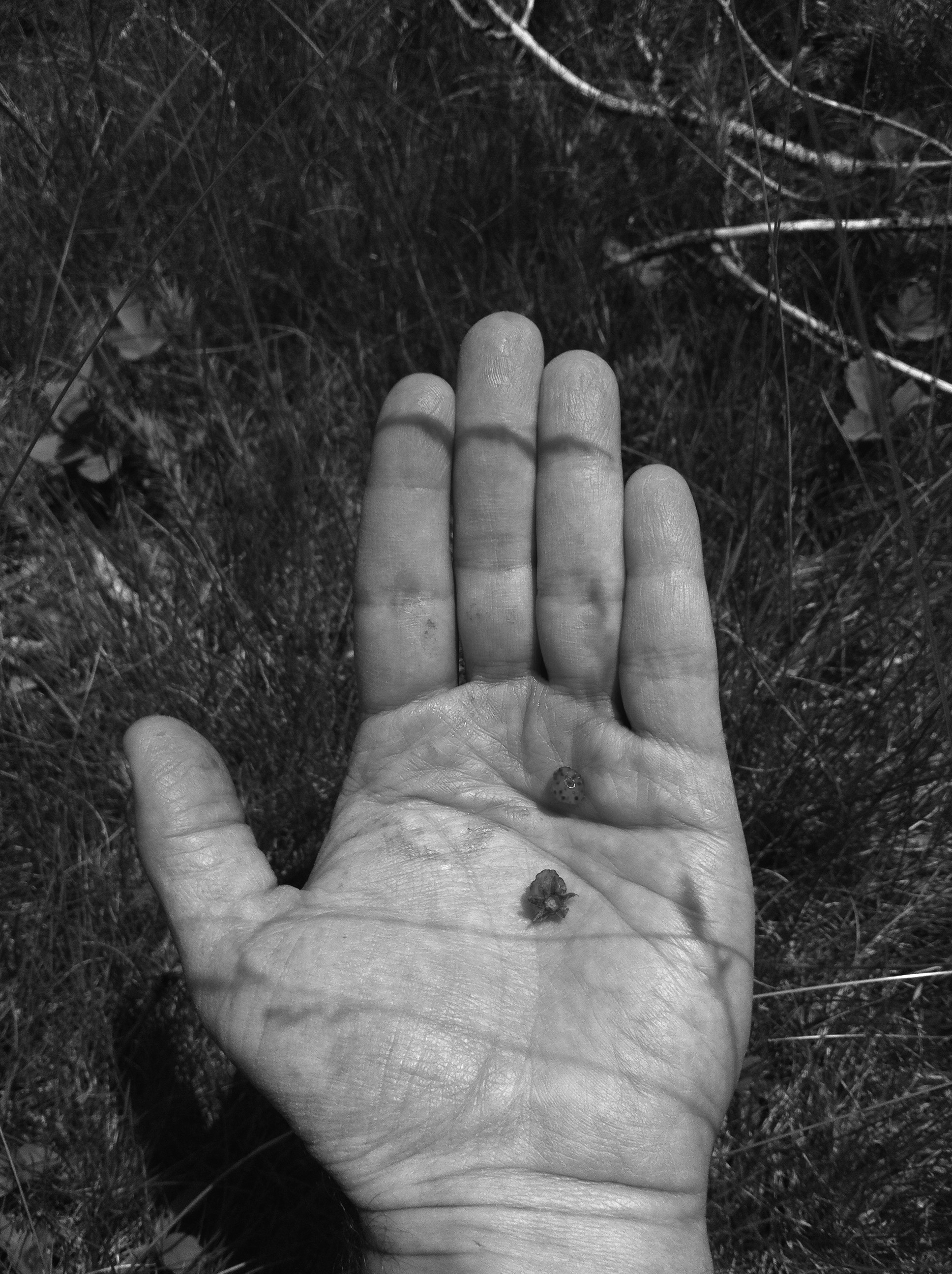 2013-07-08 13.52.46 bw.jpg