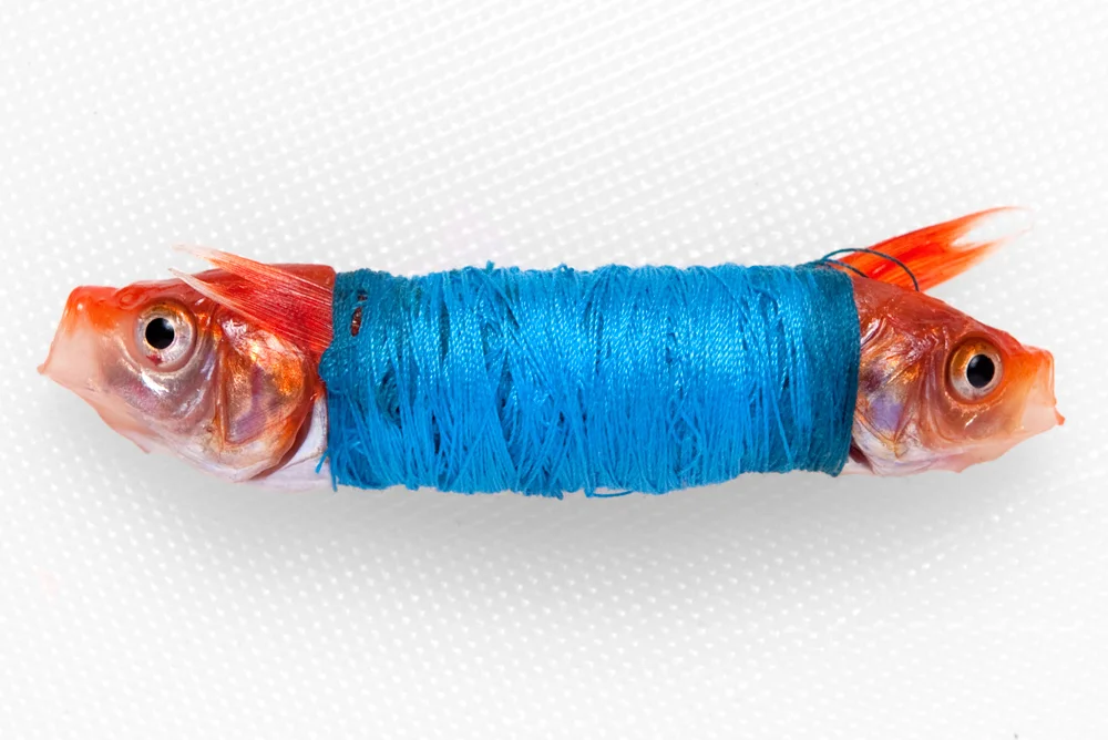 Goldfish-Roll.jpg