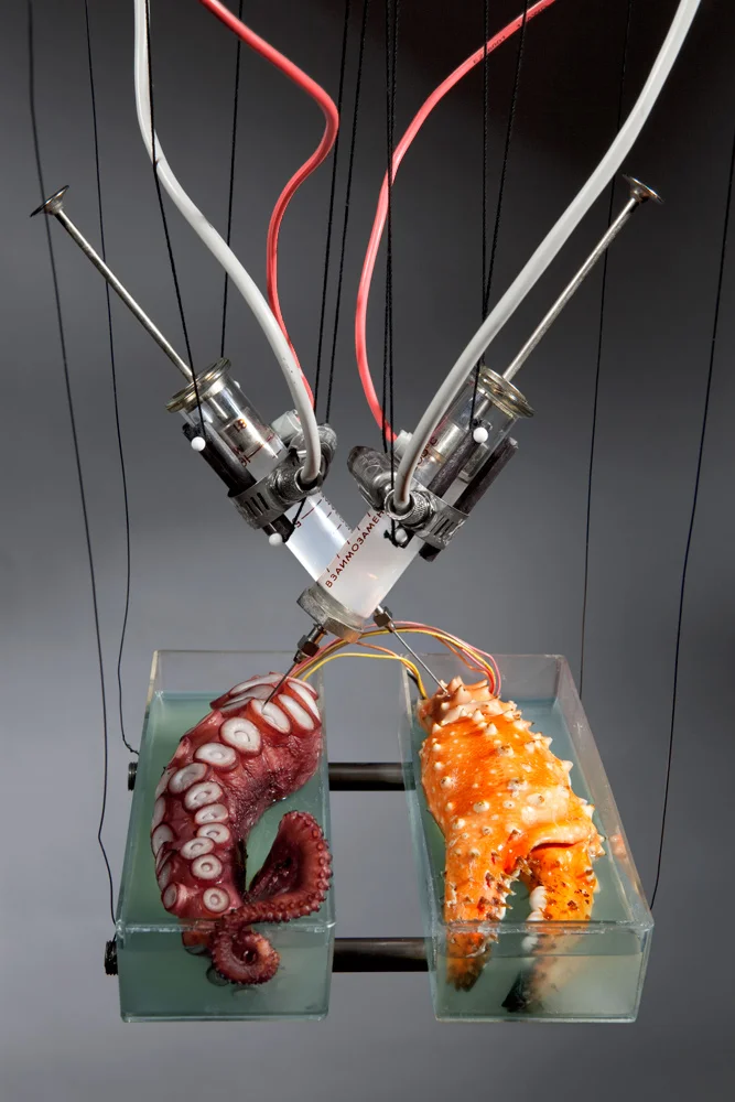 Octopodal-Proc-needle-octopus-crab.jpg