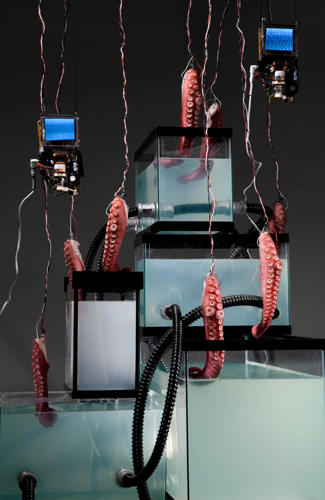 Octopodal-Proc-aquariums-stacked-octopus.jpg