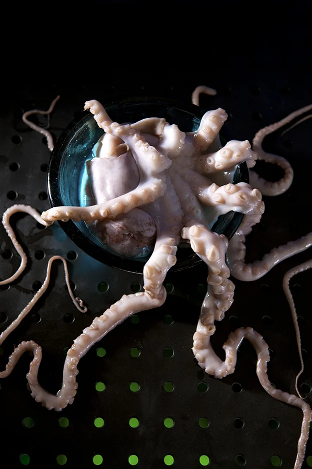 Slimy.octopus.max.shuster.jpg