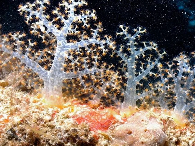 Intergalactic Soft Corals, (Somosomo Strait, Fiji)