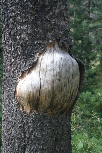 Herniated Tree, (Southern Wyoming)