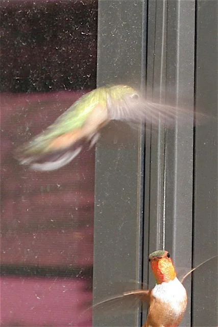 Hummingbird Battle, (Southern Wyoming)