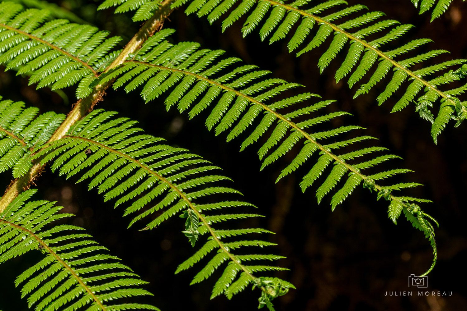 Lake Matheson