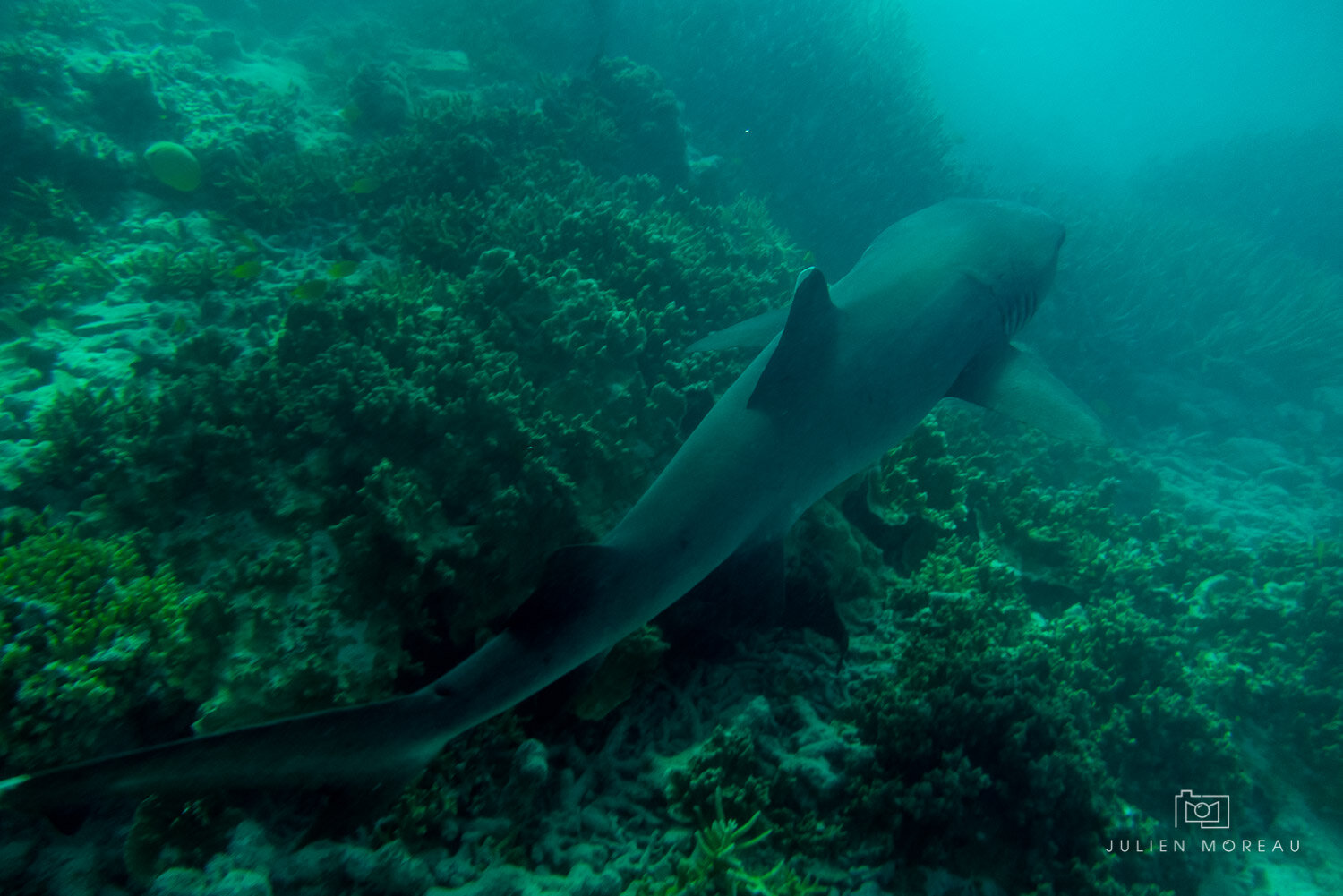 Heron Island