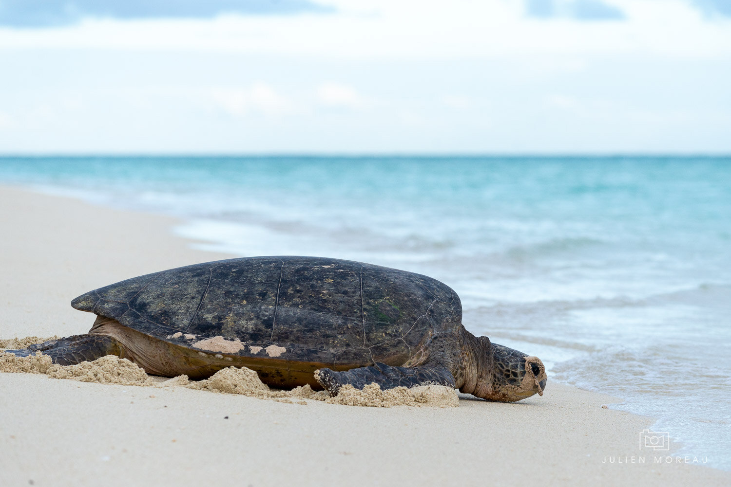 Heron Island