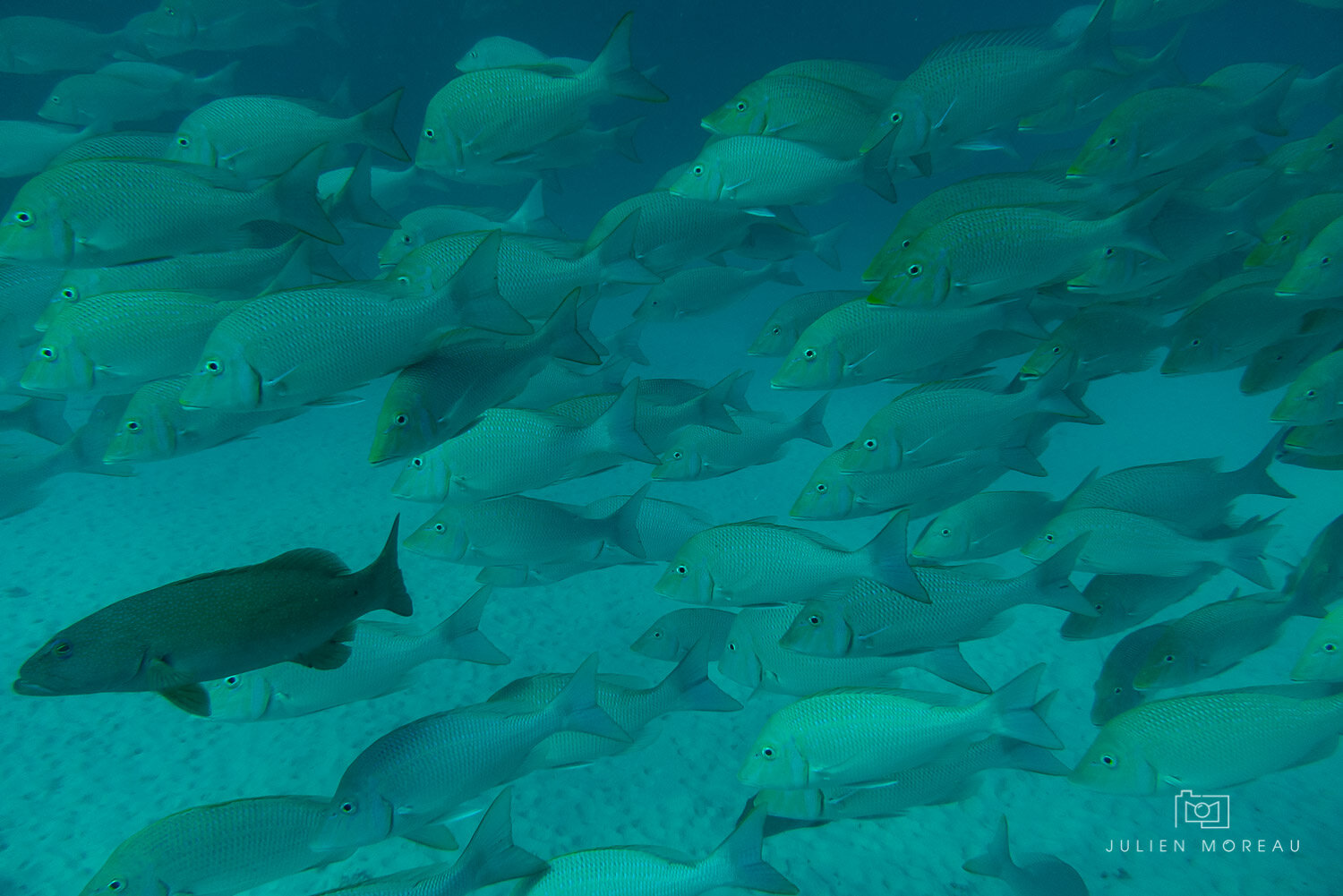 Heron Island