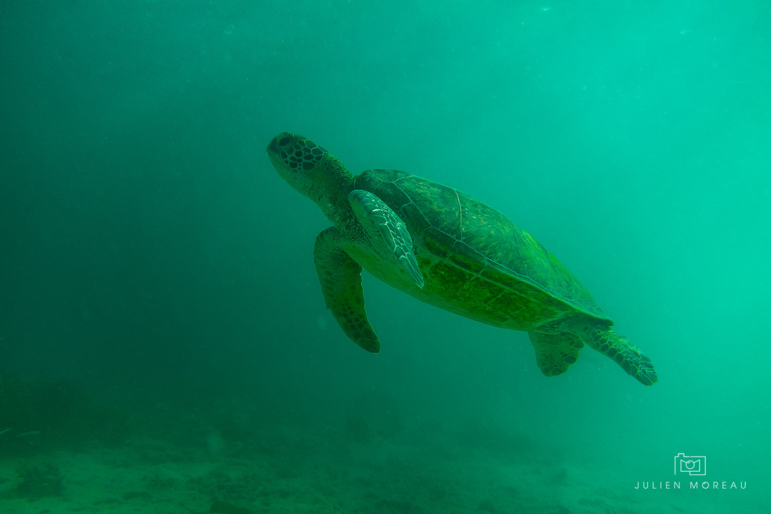 Heron Island