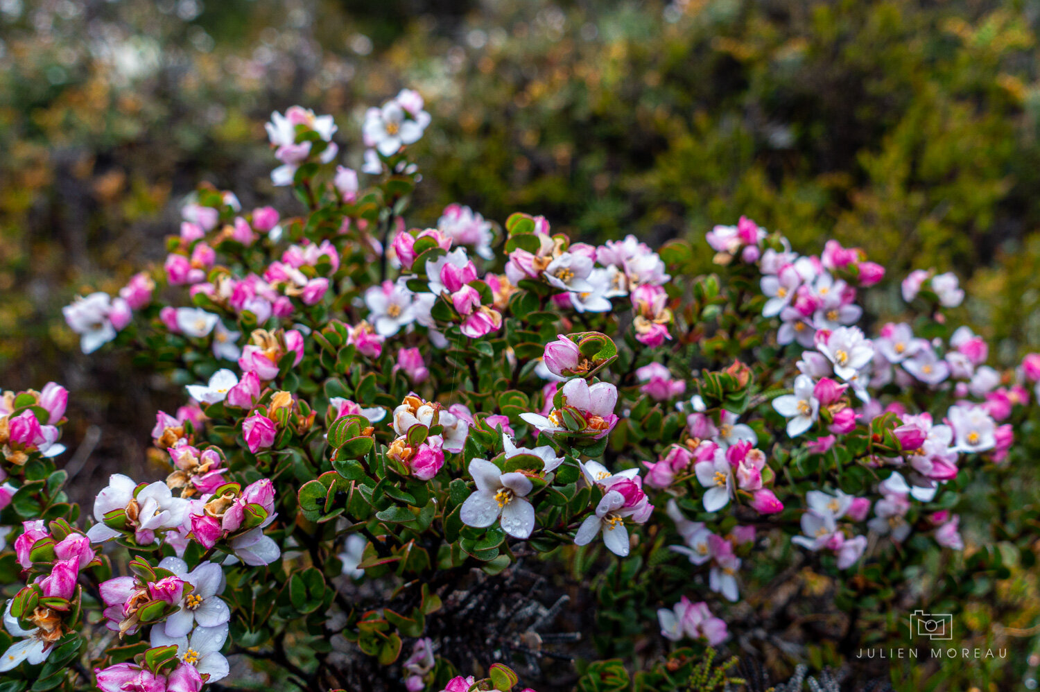 Cradle Mountain National Park