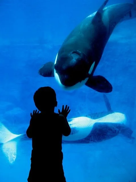Whales and humans are two examples of slowly reproducing species with long generation times