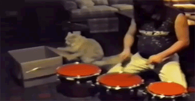 drumrollplease.gif