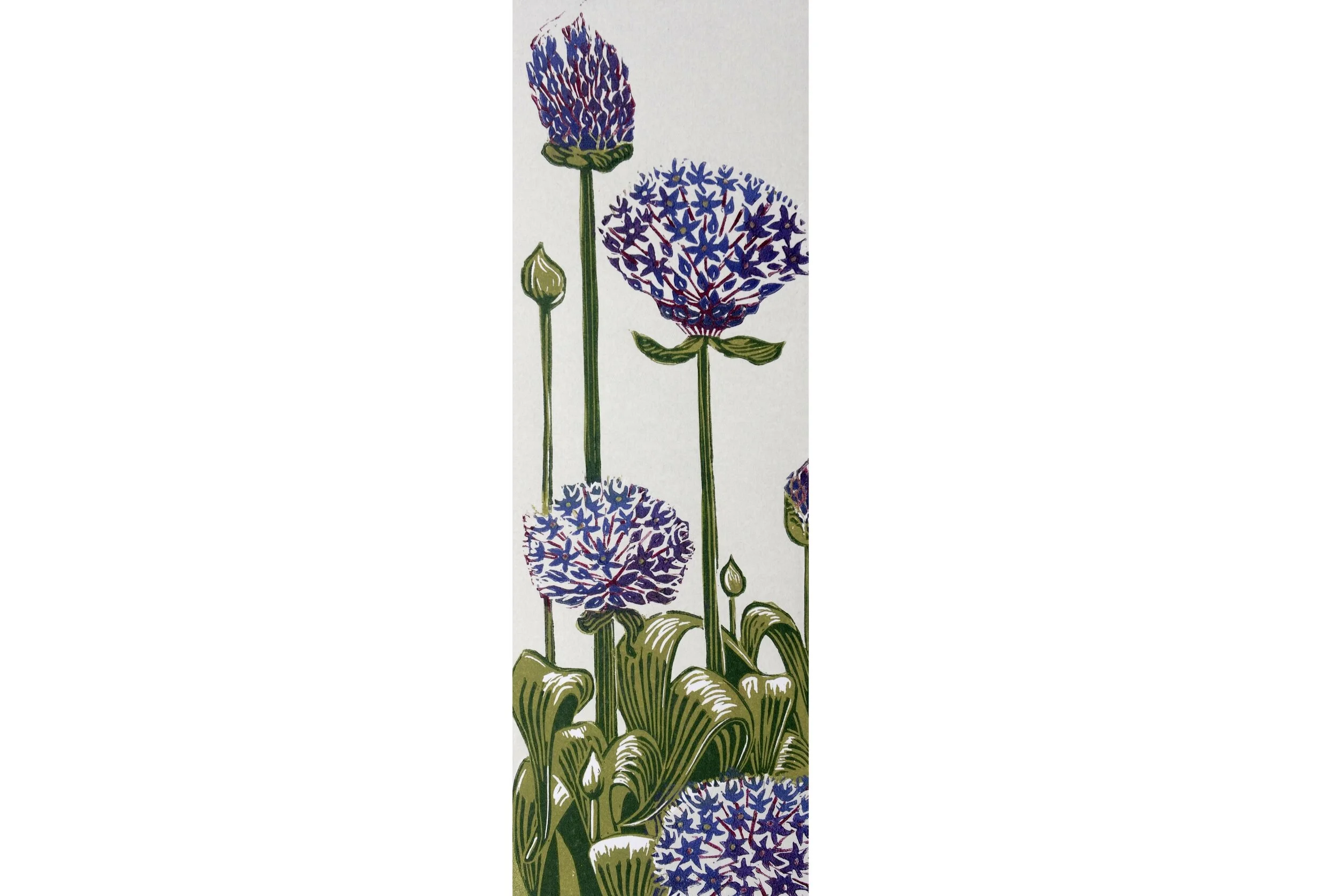 Alliums Emerging sq.jpg