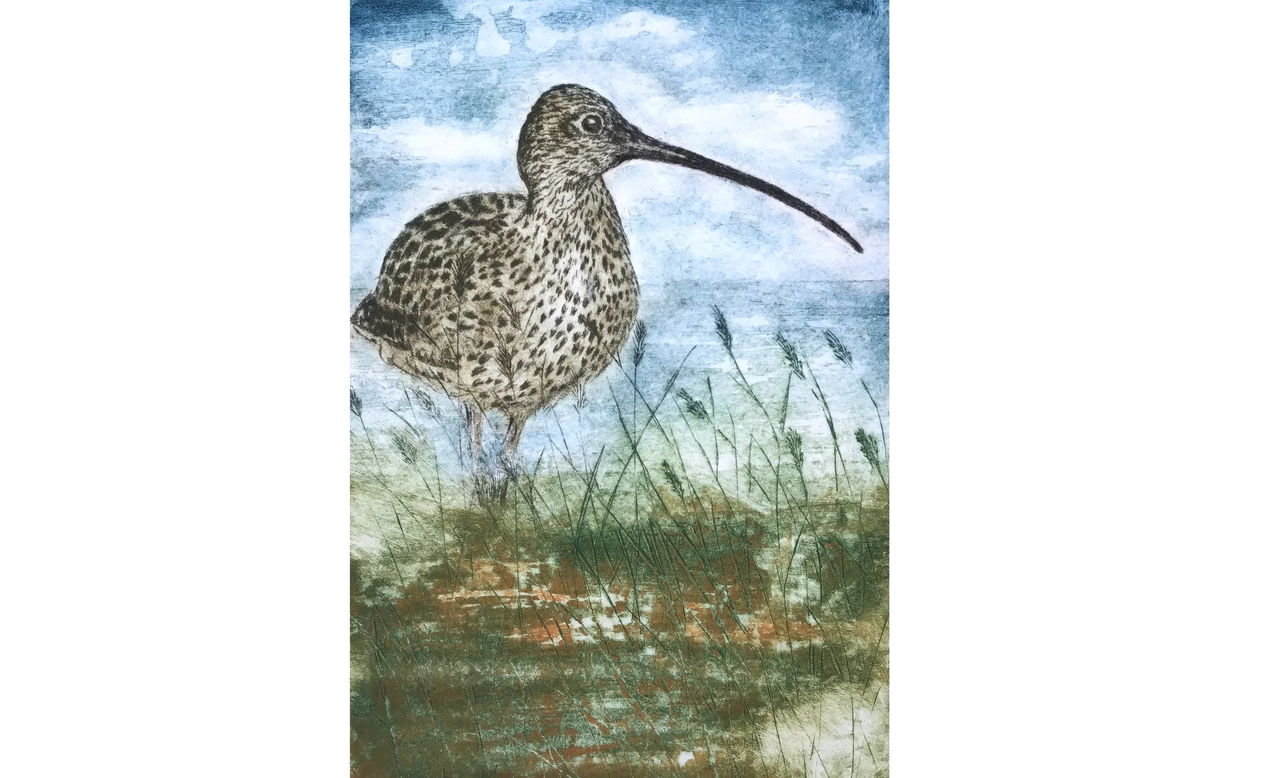 Curlew sq.jpg