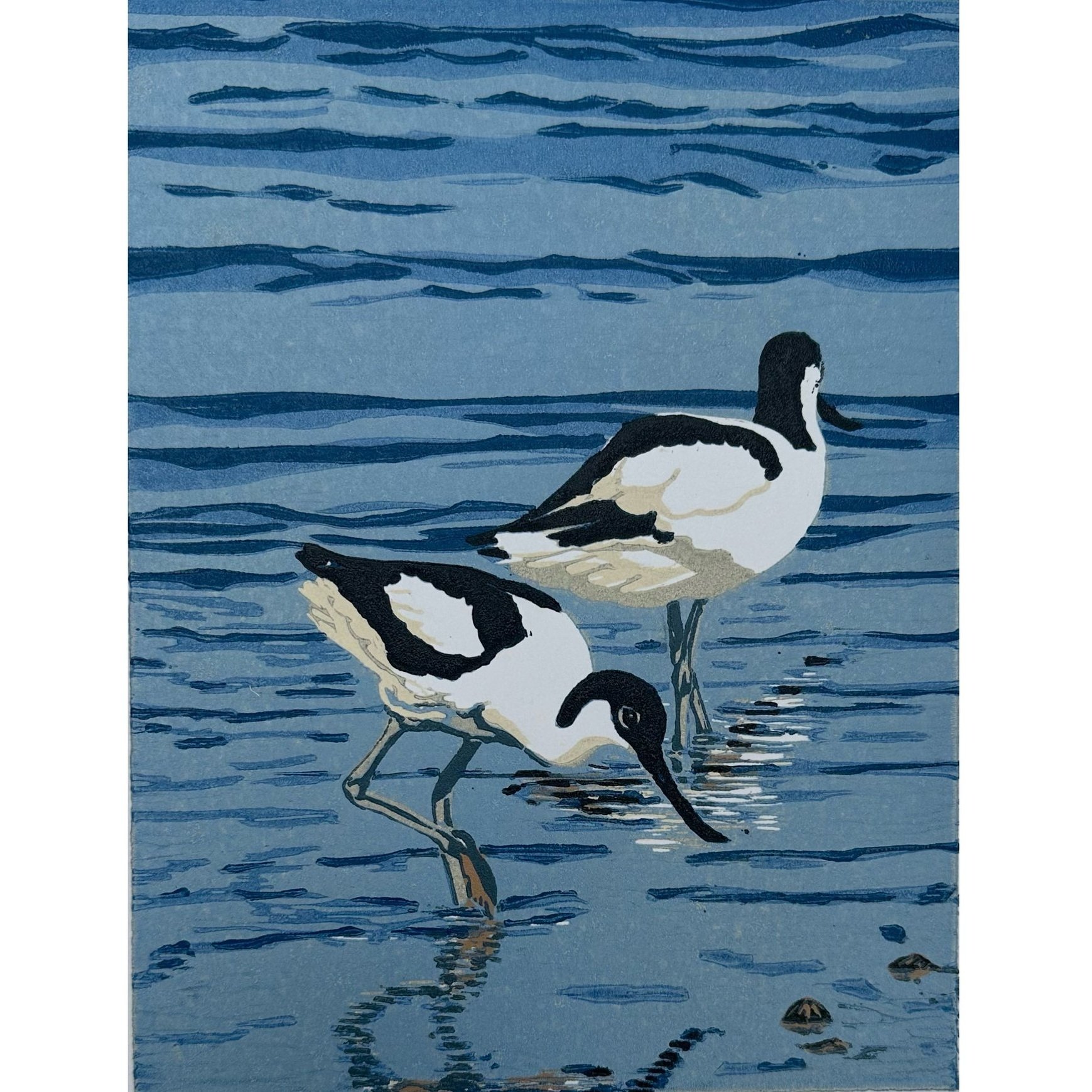 Avocets+NS+sq.jpg