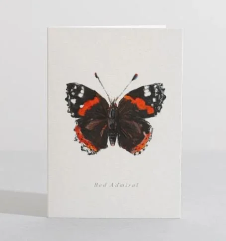 Sara Sayer - Red Admiral