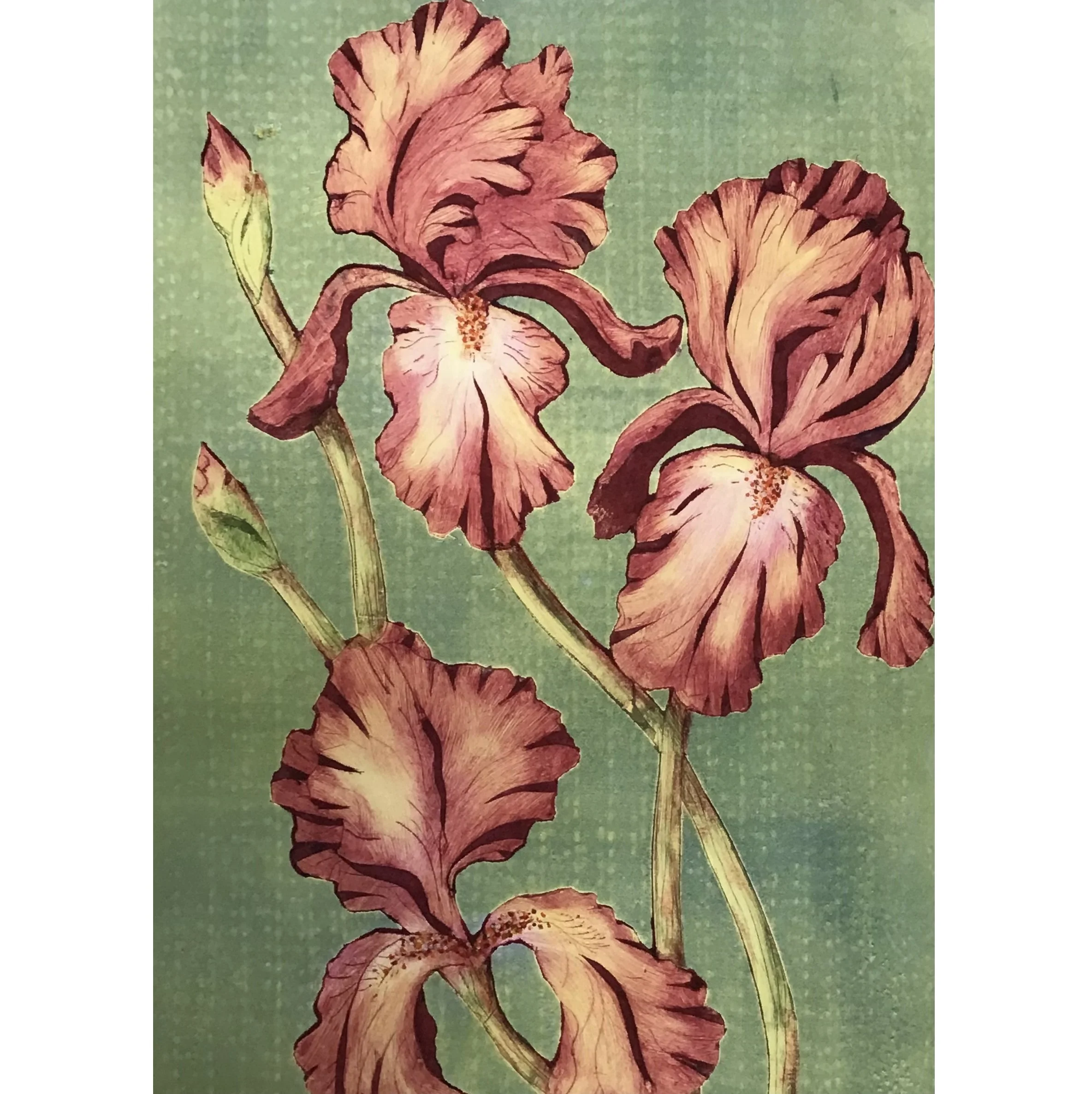 Ephemeral (Rose & Green) sq.jpg