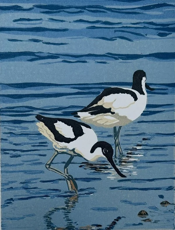 Avocets NS.jpg