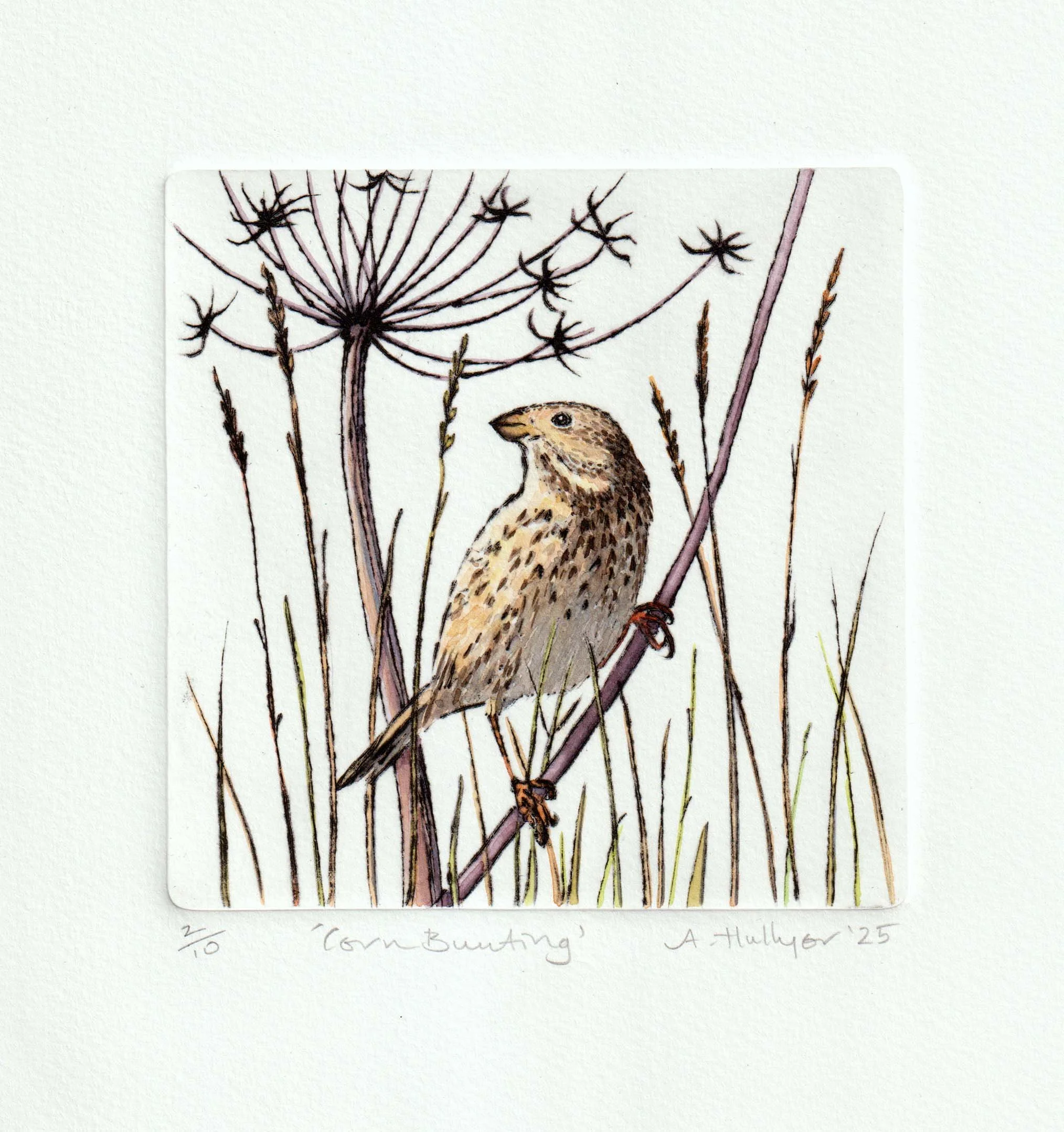 Alison Hullyer - Corn Bunting