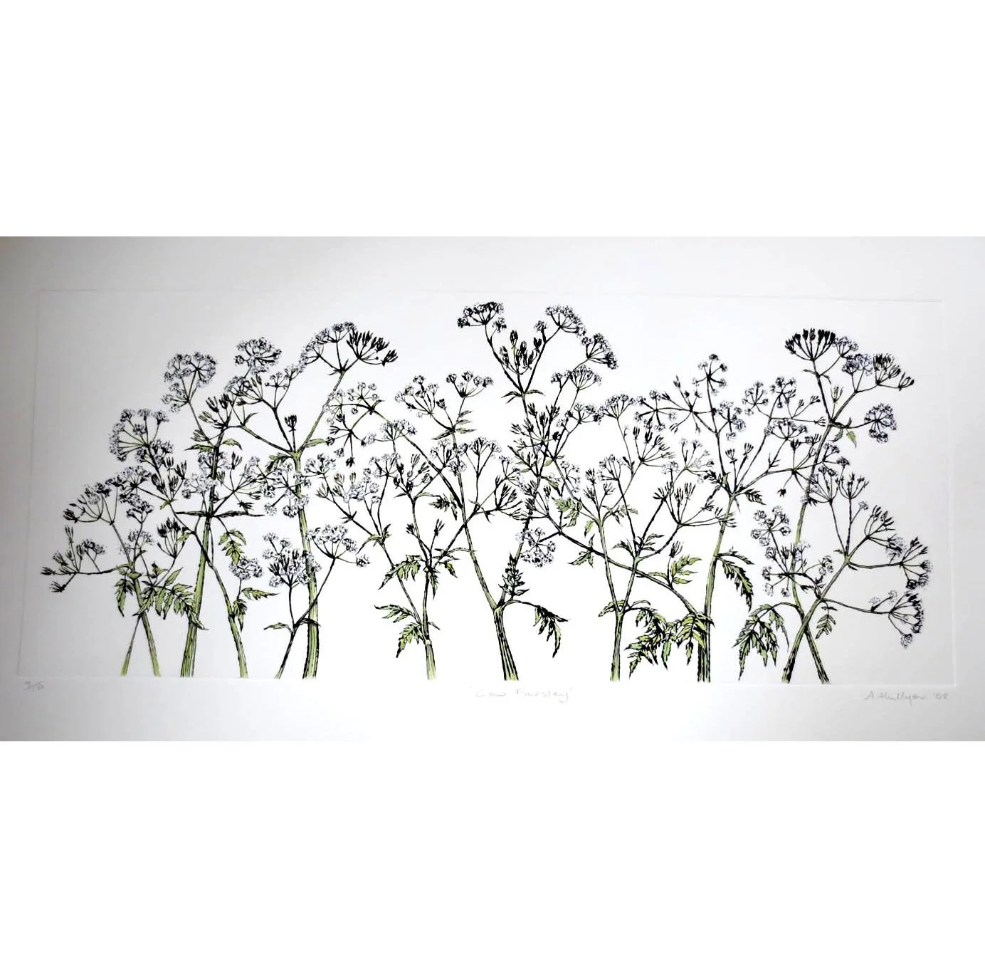 Cow Parsley sq.jpg