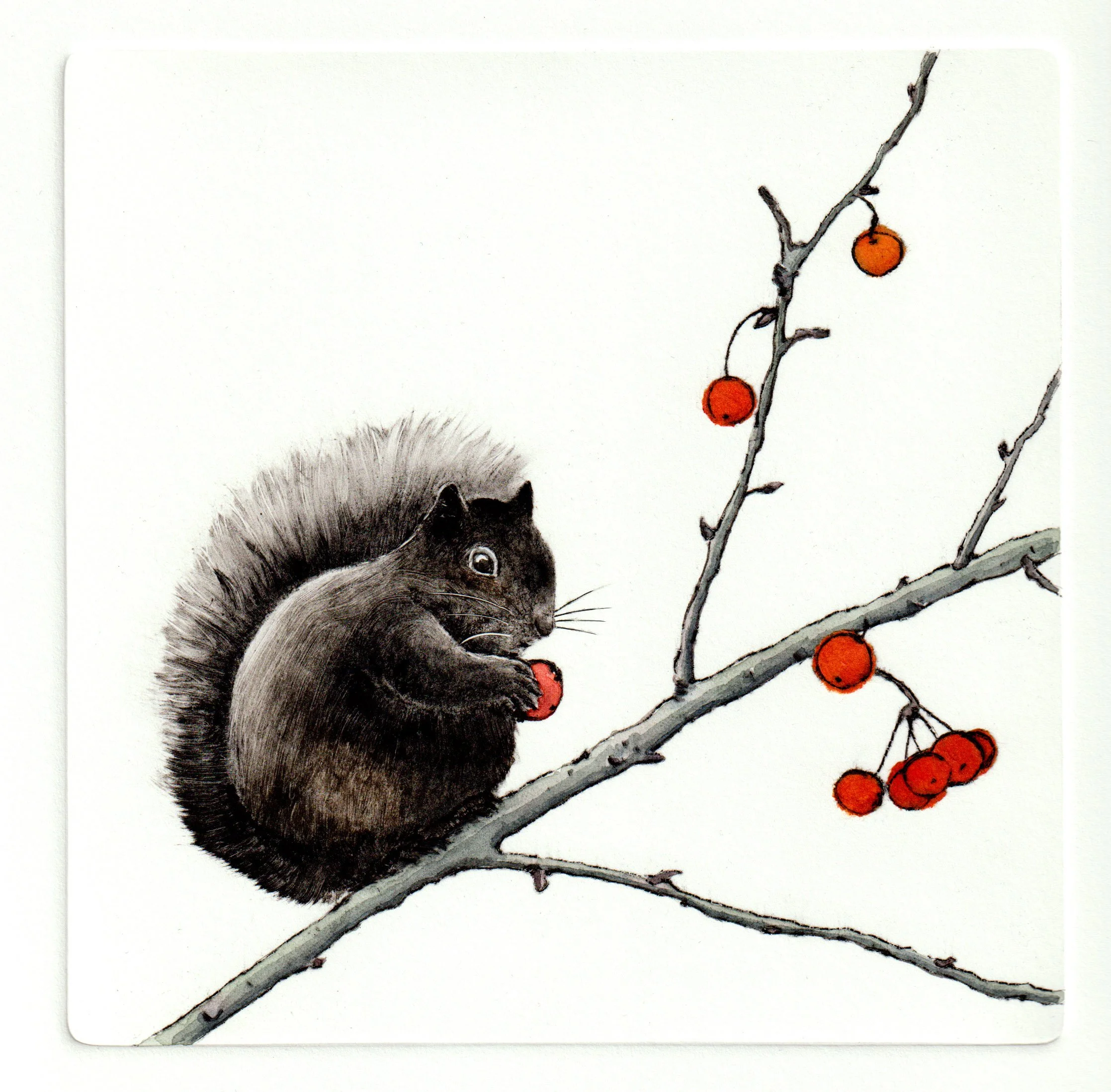 Alison Hullyer - Black Squirrel