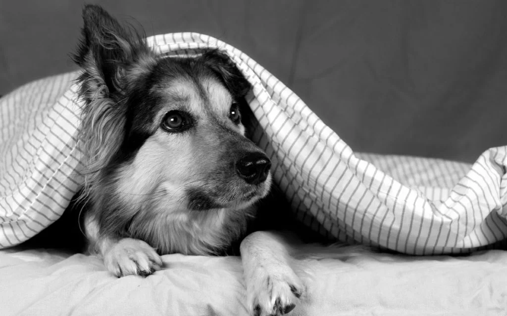 Dogs-Wallpaper-In-High-Quality-1WC2001061-1024x640.jpg