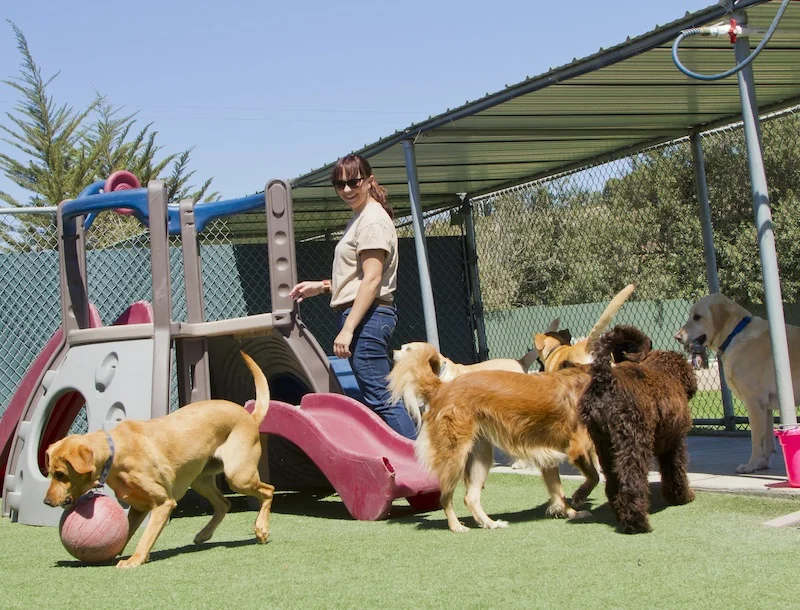 Dog daycare attendant observing dog behavior