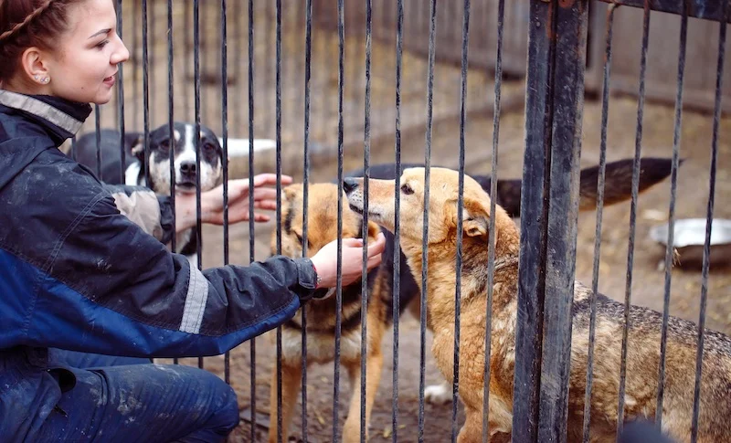 Kennel technician worker.jpg
