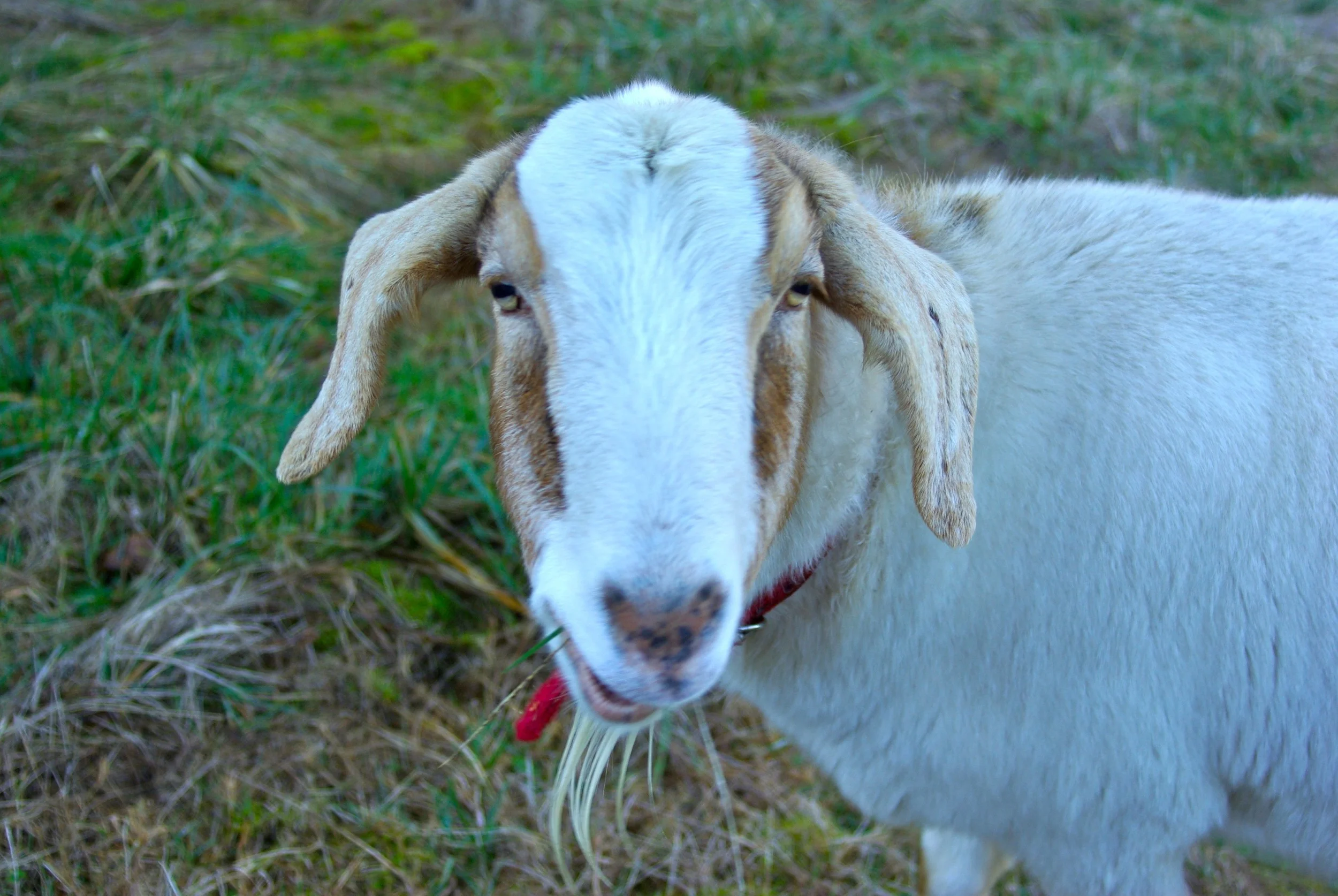 Out on the farm with Jed, Nyk and their friend "Gus."