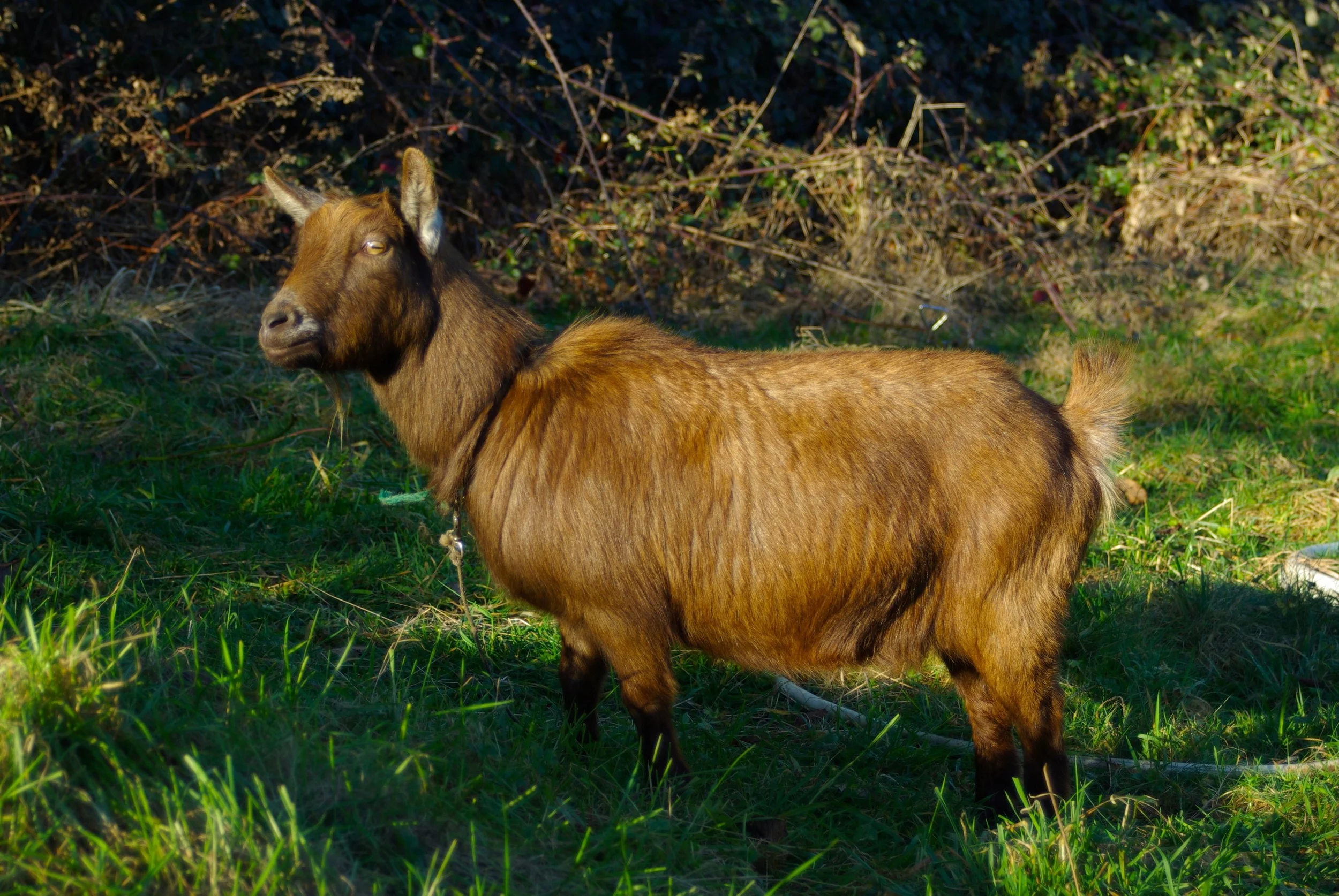 goat.jpg