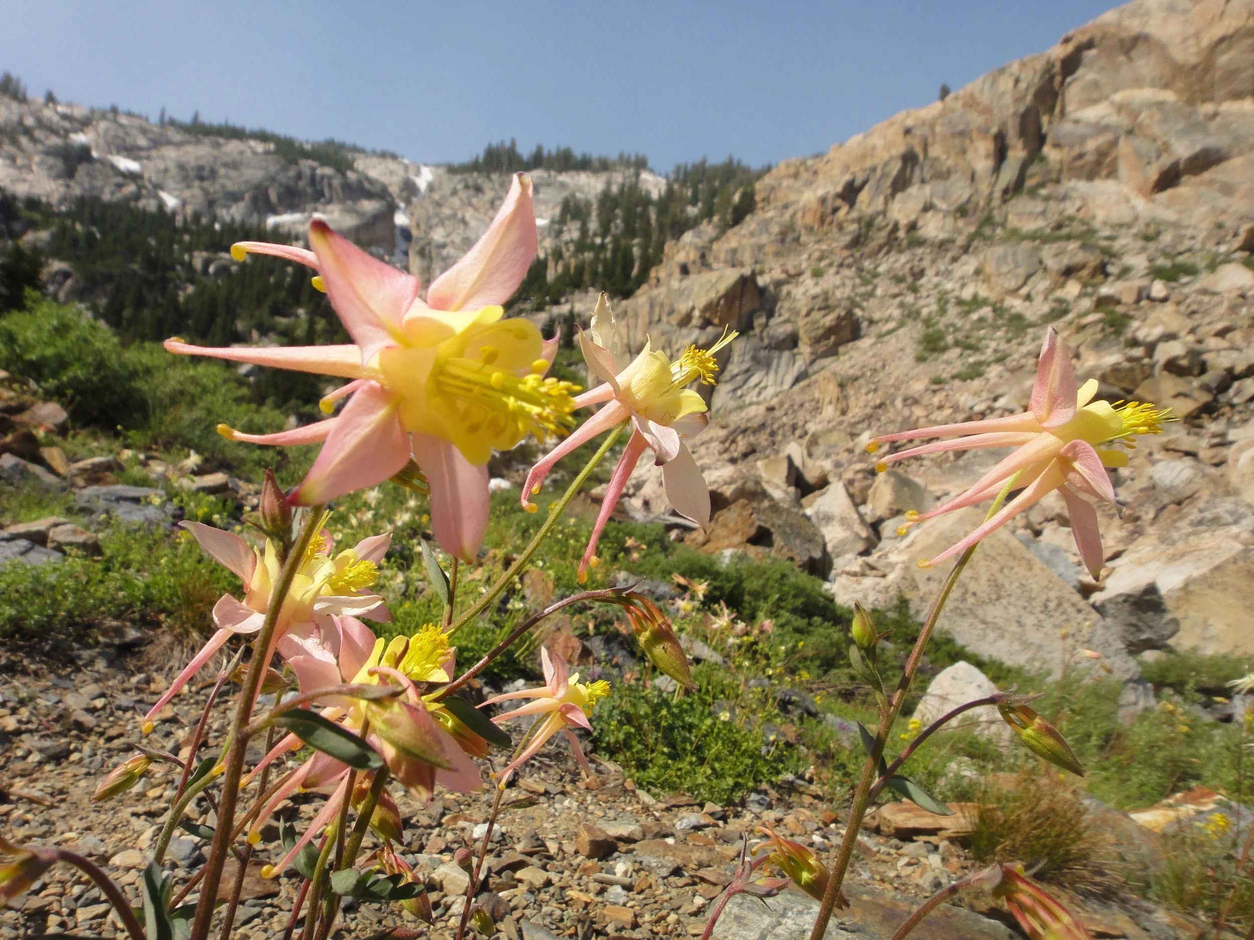 Columbine, Matterhorn Peak