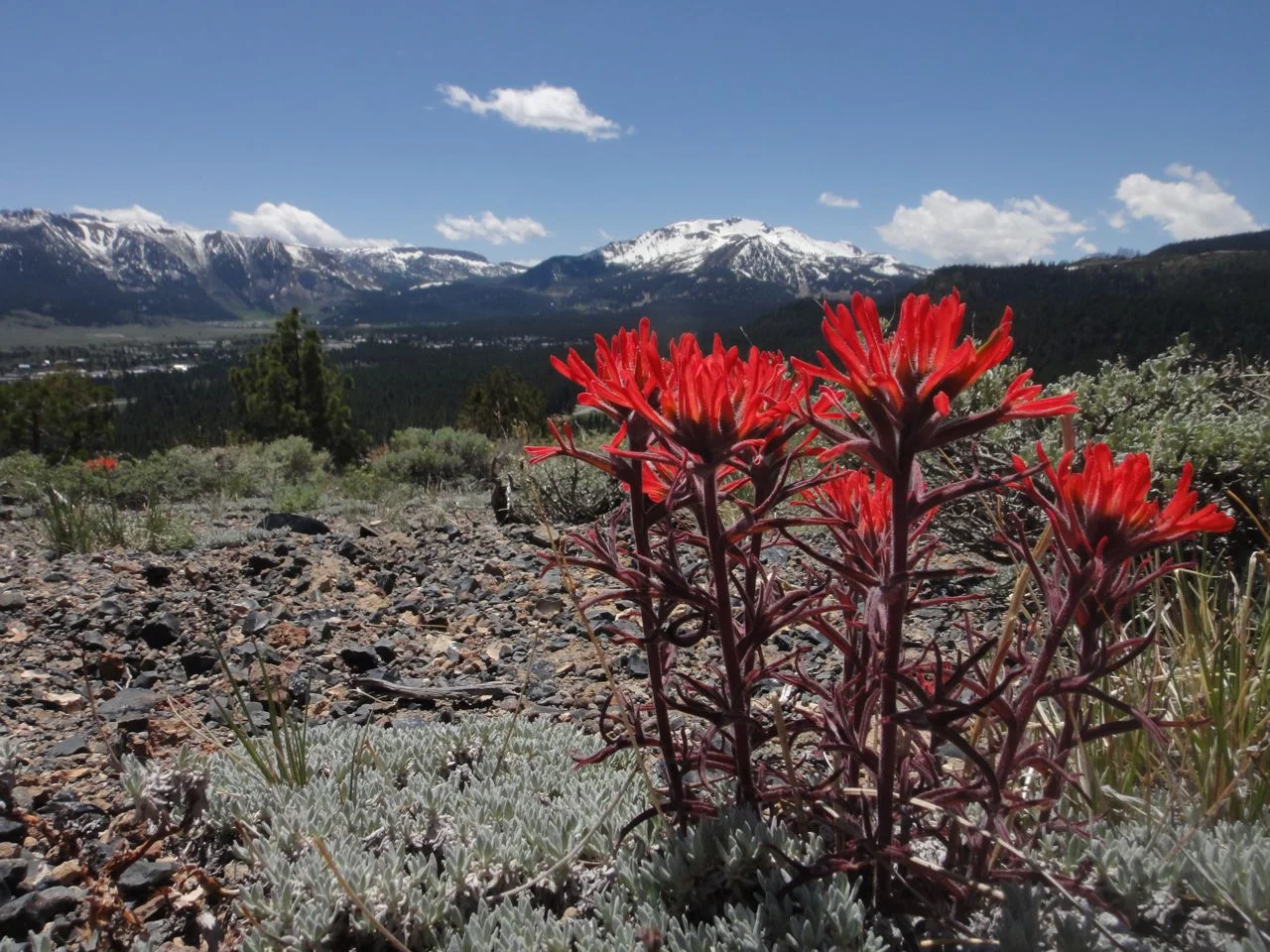 Paintbrush and Sierra Nevada
