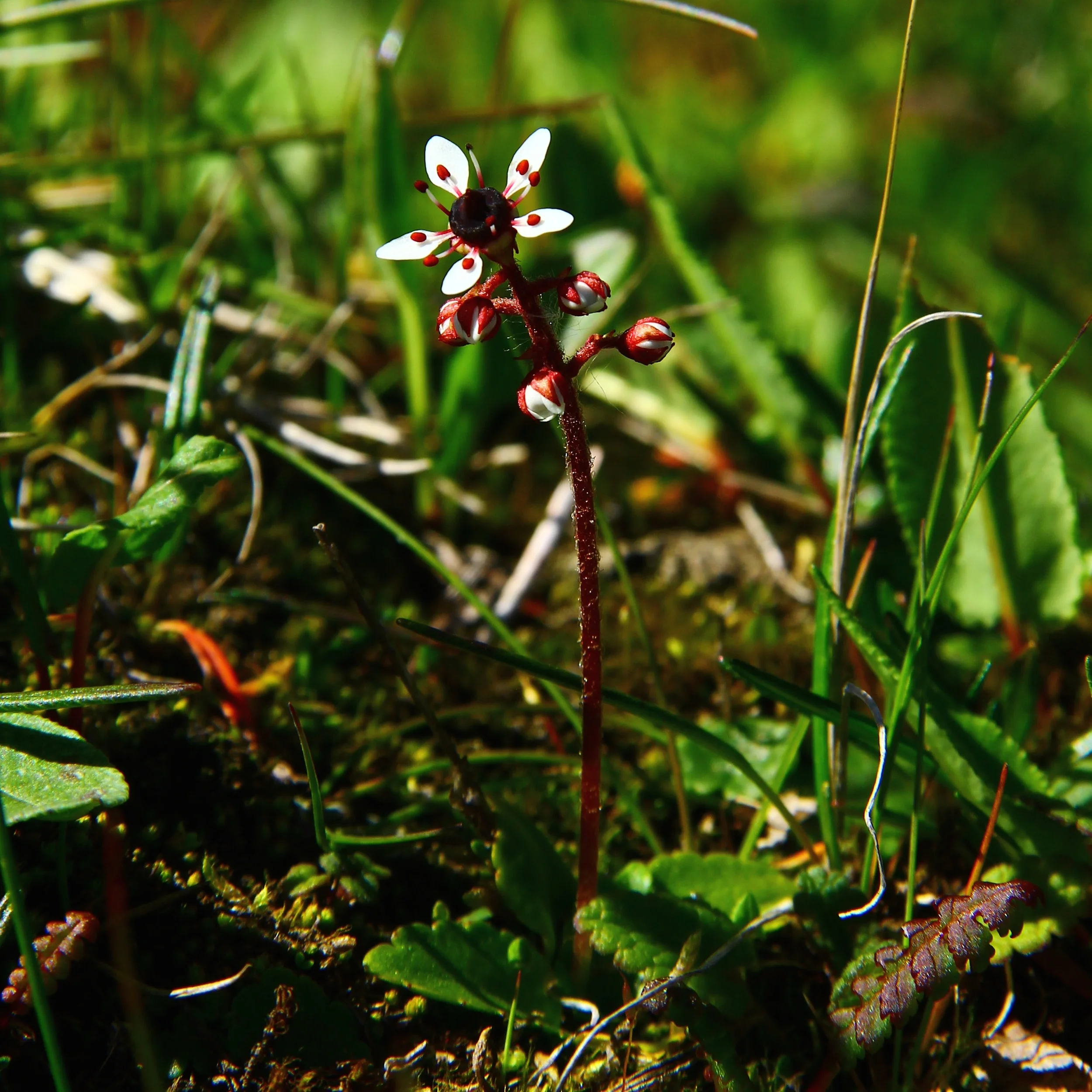 Micranthes atrata