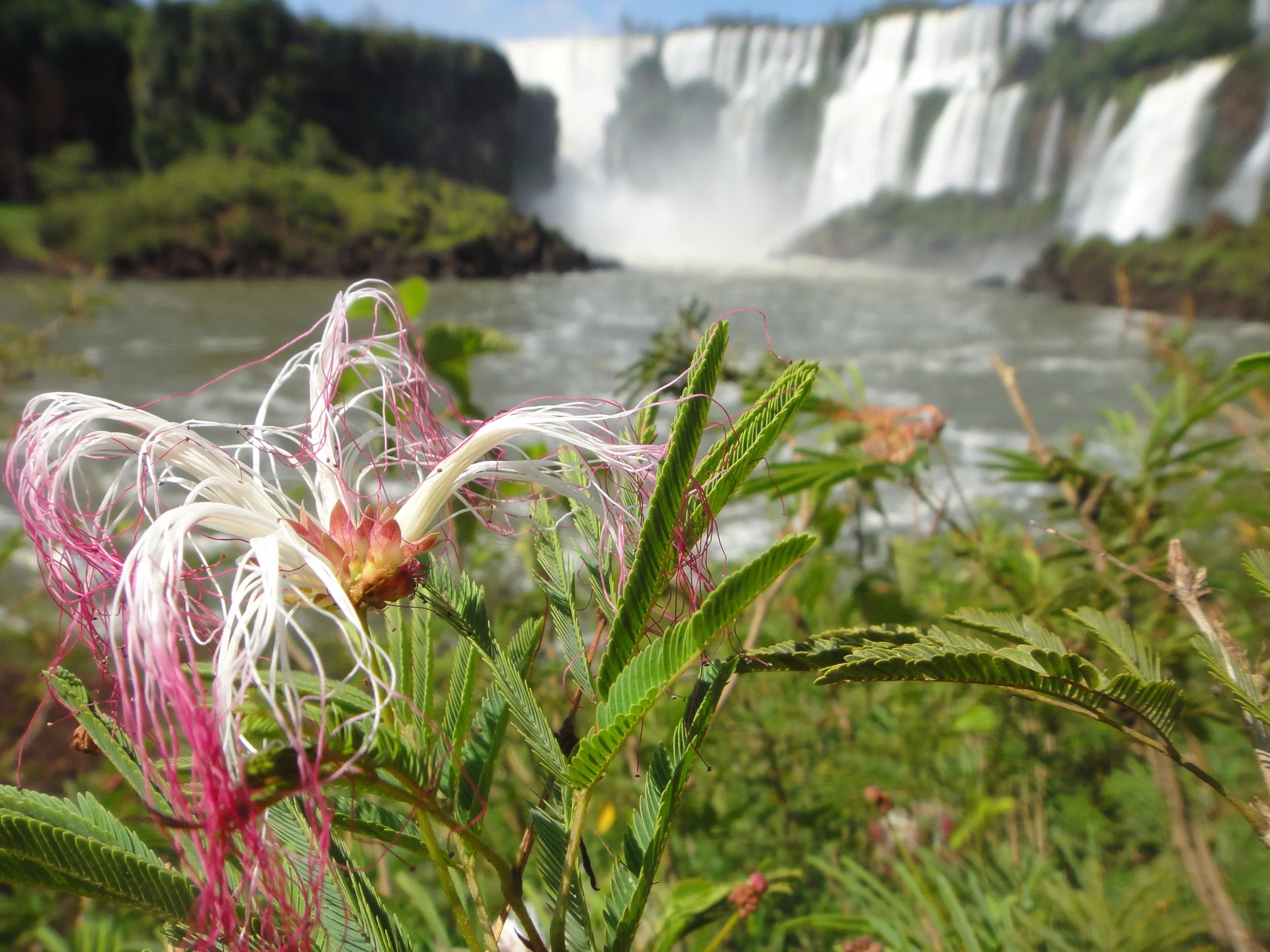 Iguazu falls, Argentina