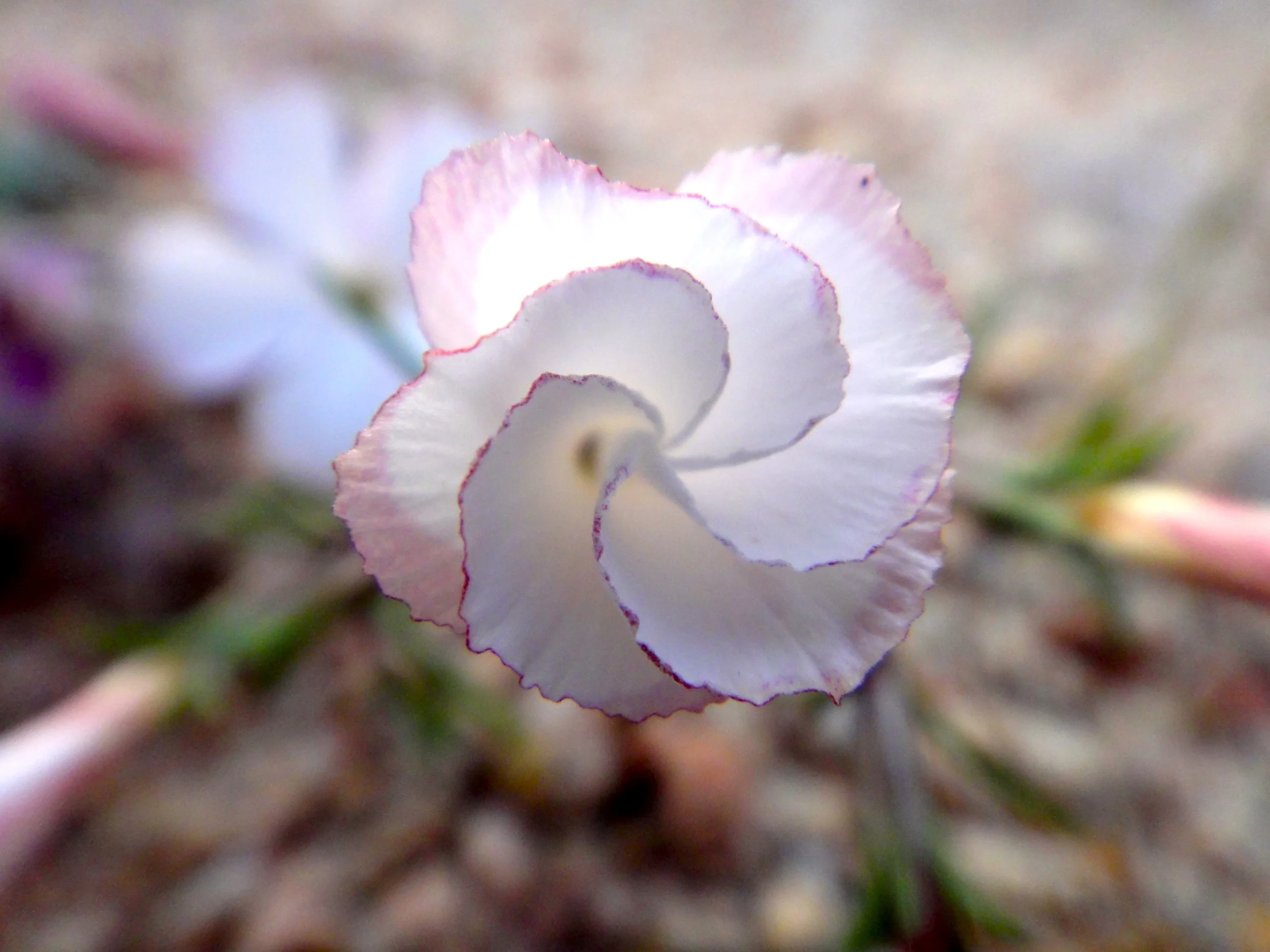 Linanthus dichotomas