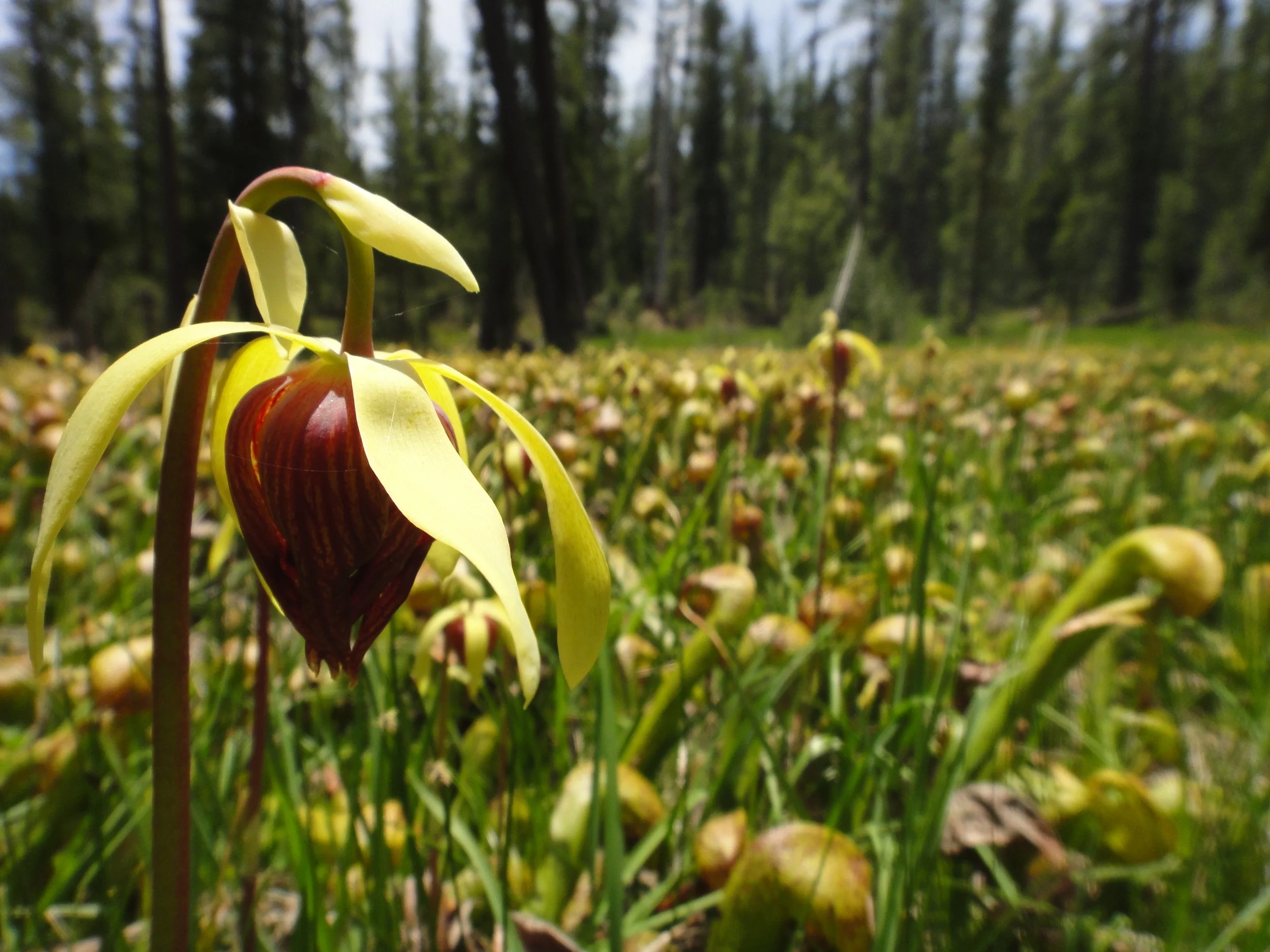 Darlingtonia californica flower