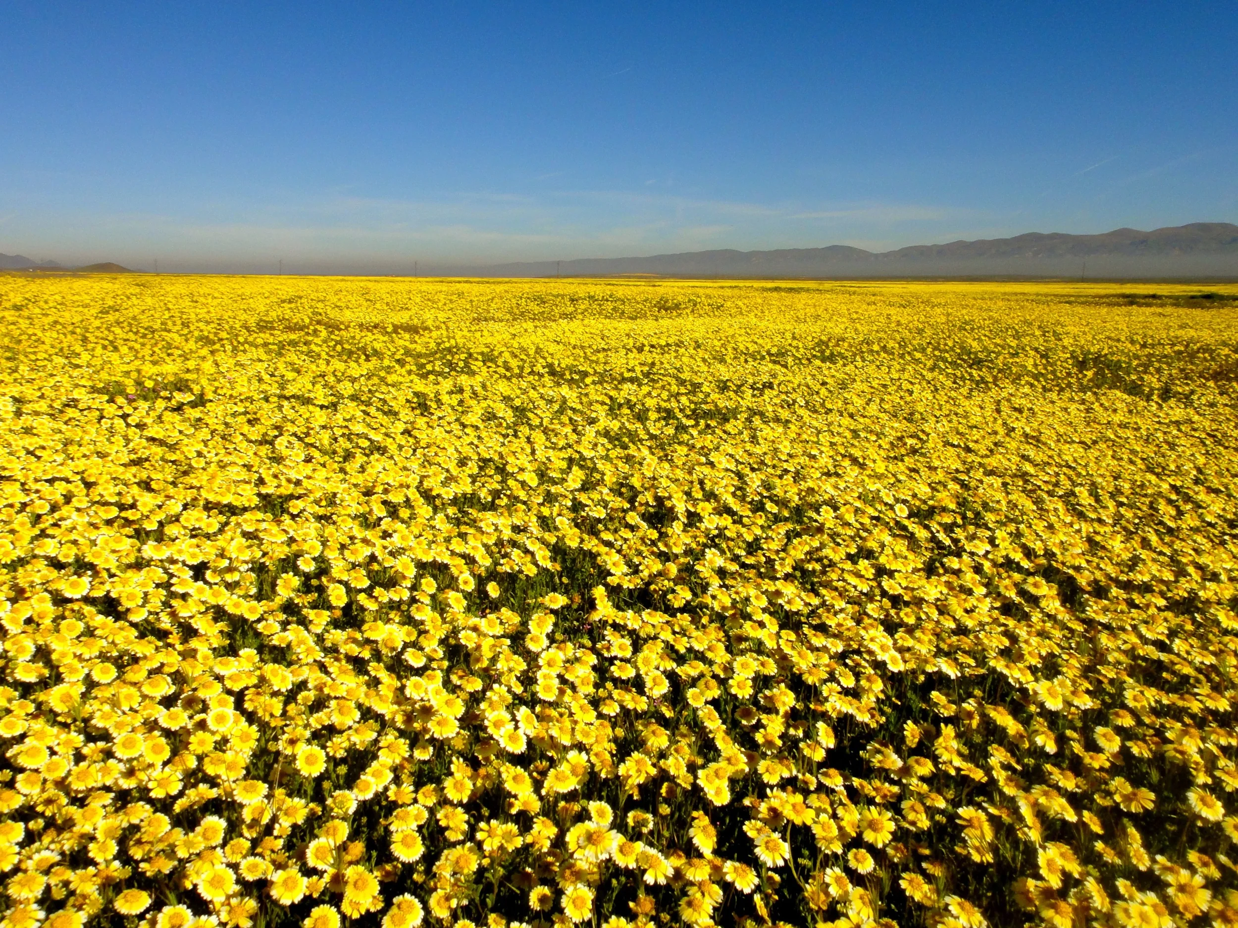 Want to see epic floral displays? Go to Carrizo Plains
